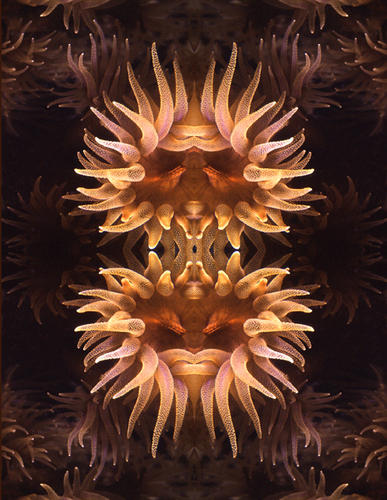 Sidebloom Tubastrea Composite